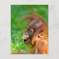 Niedliche Baby-Orang-Utan schaut sich im Staunen a