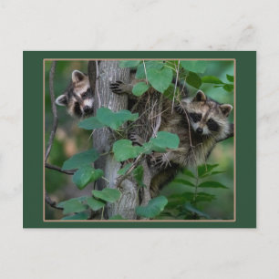 Niedliche Baby-Raccoons /Border Postkarte
