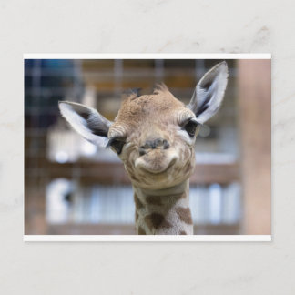 niedliche Babygiraffe Postkarte