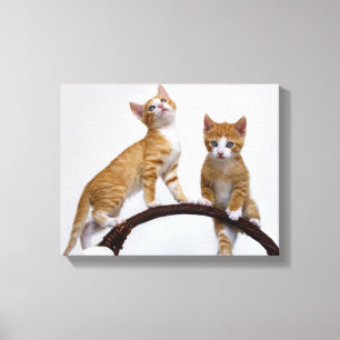 Niedliche Babykatzen Kittens Funny Gym Foto - Wrap Leinwanddruck