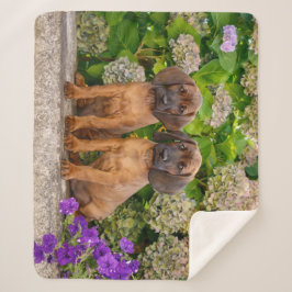 Niedliche bayerische Berghütten Welpen mit Blume Sherpadecke