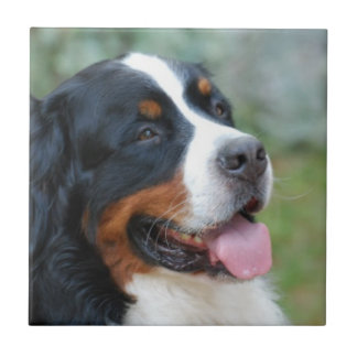 Niedliche Bernese Fliese