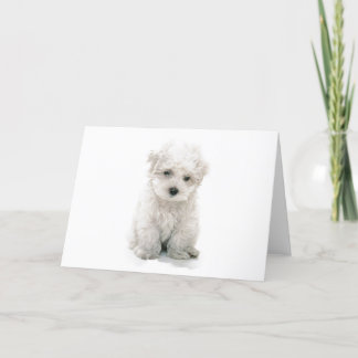 Niedliche Bichon Frise Gruß-Karte Karte