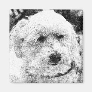 Niedliche Bichon Hunde Gesichtspferd Sketch Liebli Magnet