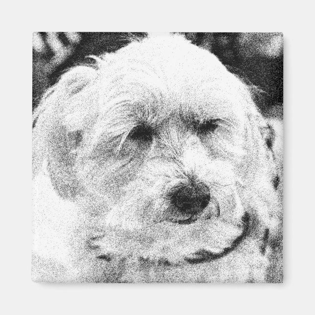 Niedliche Bichon Hunde Gesichtspferd Sketch Liebli Magnet (Vorne)