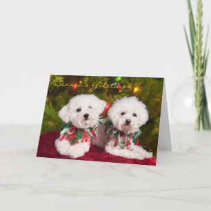 Niedliche Bichons-Fashion-Hunde Weihnachtskarte Feiertagskarte