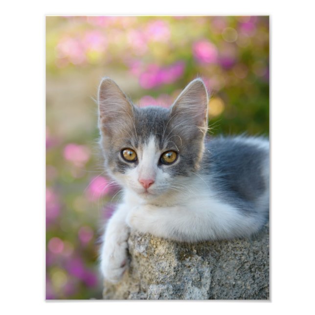 Niedliche Bicolor Cat Kitten Pink Blume - Paperpri Fotodruck (Vorne)