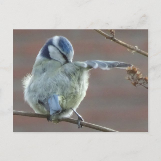 Niedliche Bird DIY Postkarte (Vorderseite)