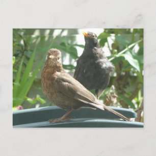Niedliche Blackbirds Pair DIY Postkarte
