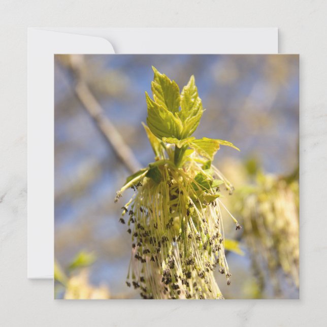 Niedliche Blätter im Frühling Foto (Vorderseite)
