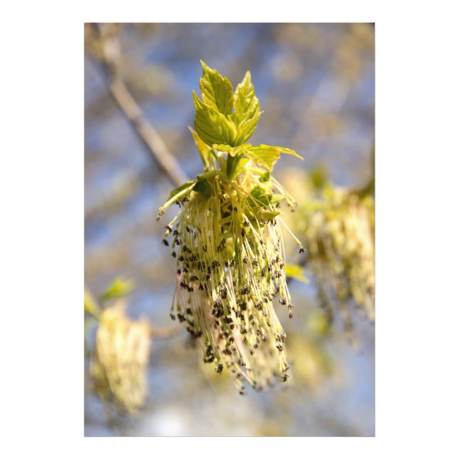 Niedliche Blätter im Frühling Foto (Vorne)