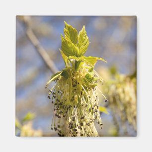 Niedliche Blätter im Frühling Foto Magnet