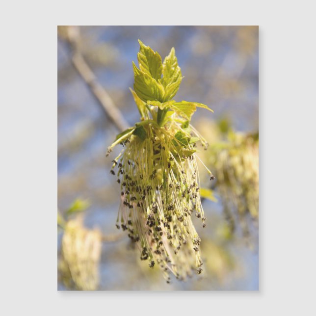 Niedliche Blätter im Frühling Foto Magnetkarte (Vorderseite)