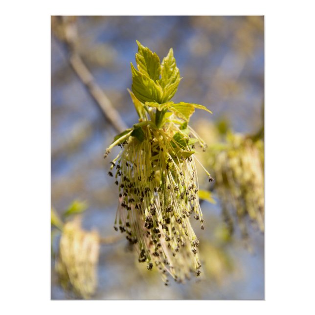 Niedliche Blätter im Frühling Foto Poster (Vorderseite)