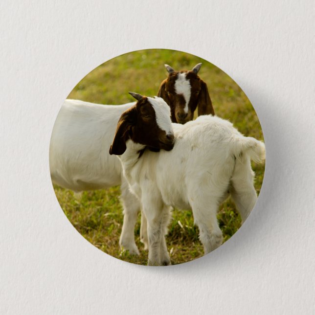Niedliche Boerziegen Button (Vorderseite)