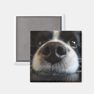 Niedliche Border Collie Nose Schließen Magnet