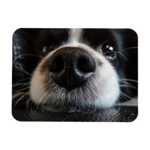 Niedliche Border Collie Nose Schließen Magnet