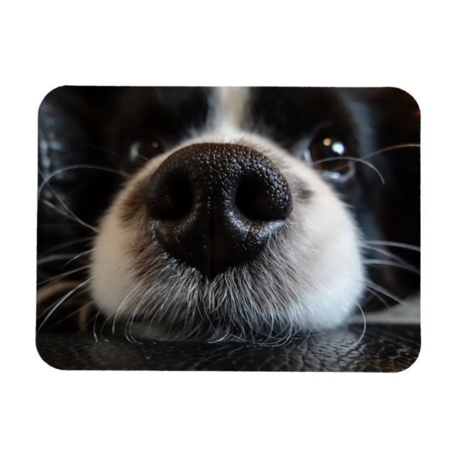 Niedliche Border Collie Nose Schließen Magnet (Horizontal)