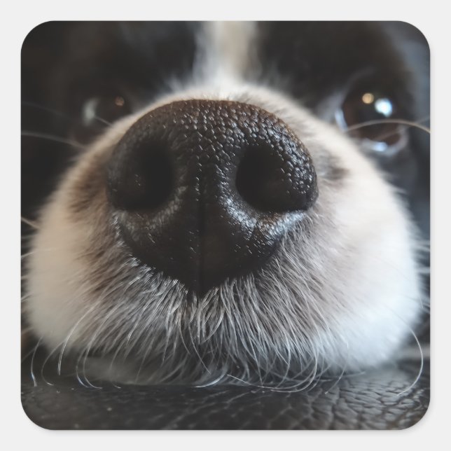 Niedliche Border Collie Nose Schließen Quadratischer Aufkleber (Vorderseite)