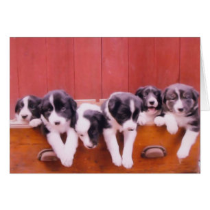 Niedliche Border Collie Puppies