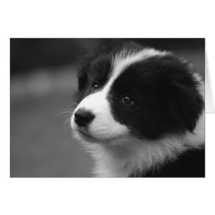 Niedliche Border Collie Welpenkarte