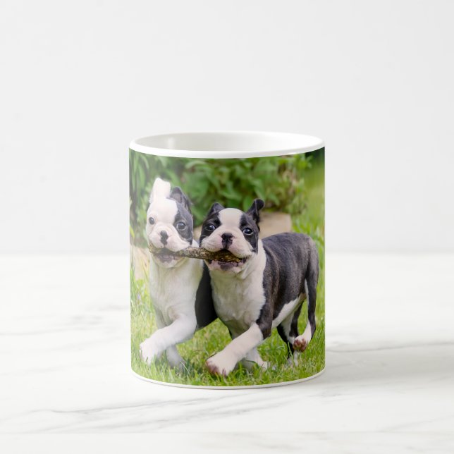 Niedliche Boston Terrier Hunde Welpen spielen Kaffeetasse (Mittel)