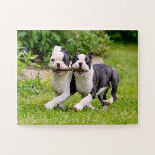 Niedliche Boston Terrier Hunde Welpen spielen Puzzle