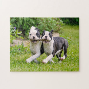 Niedliche Boston Terrier Hunde Welpen spielen Puzzle