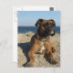 Niedliche Boxer Dog Postkarte (Vorne/Hinten)