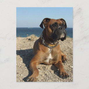 Niedliche Boxer Dog Postkarte