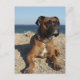 Niedliche Boxer Dog Postkarte (Vorderseite)