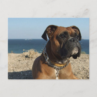 Niedliche Boxer Dog Postkarte