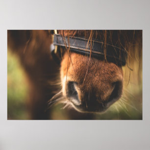 Niedliche Braune Horse Poster