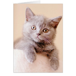 Niedliche britische Shorthair Katze