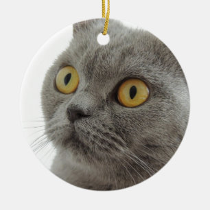Niedliche britische Shorthair Katze Keramikornament