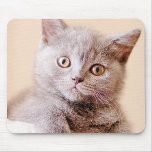 Niedliche britische Shorthair Katze Mousepad