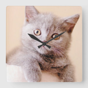 Niedliche britische Shorthair Katze Quadratische Wanduhr