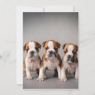 Niedliche Bulldoggen Welpen Dog Lovers Gift Feiertagskarte