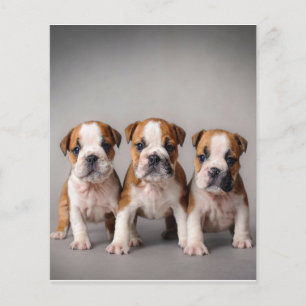 Niedliche Bulldoggen Welpen Dog Lovers Gift Flyer