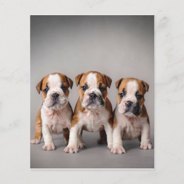 Niedliche Bulldoggen Welpen | Dog Lovers Gift Flyer (Vorne)