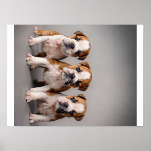 Niedliche Bulldoggen Welpen Dog Lovers Gift Poster