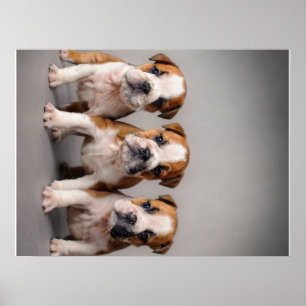 Niedliche Bulldoggen Welpen Dog Lovers Gift Poster