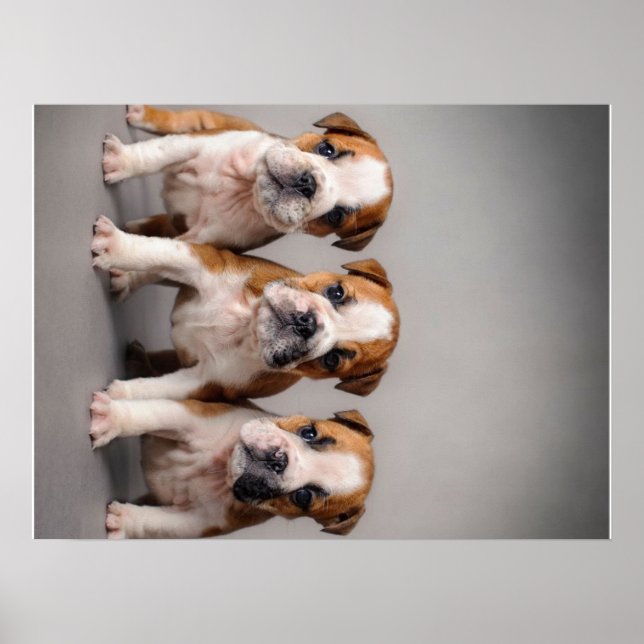 Niedliche Bulldoggen Welpen | Dog Lovers Gift Poster (Vorne)