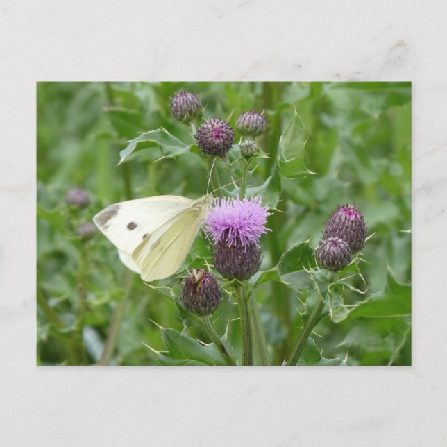 Niedliche Cabbage White Butterfly DIY Postkarte (Vorderseite)