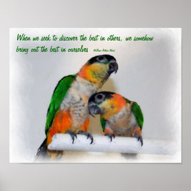 Niedliche Caique Parrots Inspiration Zitat Poster (Vorne)