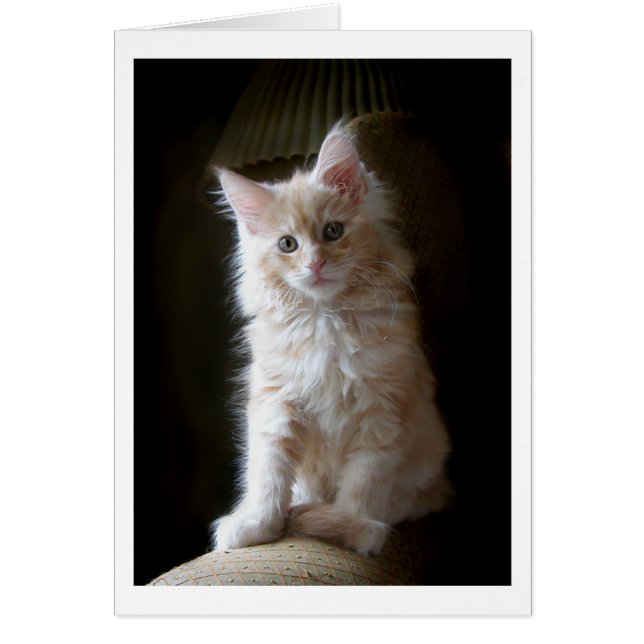 Niedliche Cameo Maine Coon Kitten Karte (Vorne)