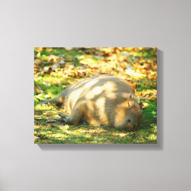 Niedliche Capybara-Träume im Sommer Leinwanddruck (Vorderseite)