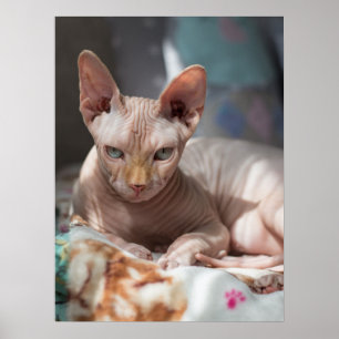 Niedliche Cat Lounges ohne Pelz Poster