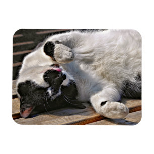 NIEDLICHE CAT MAGNET