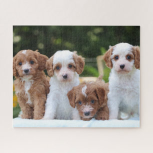 Niedliche Cavapoo Puppy Hunde Puzzle